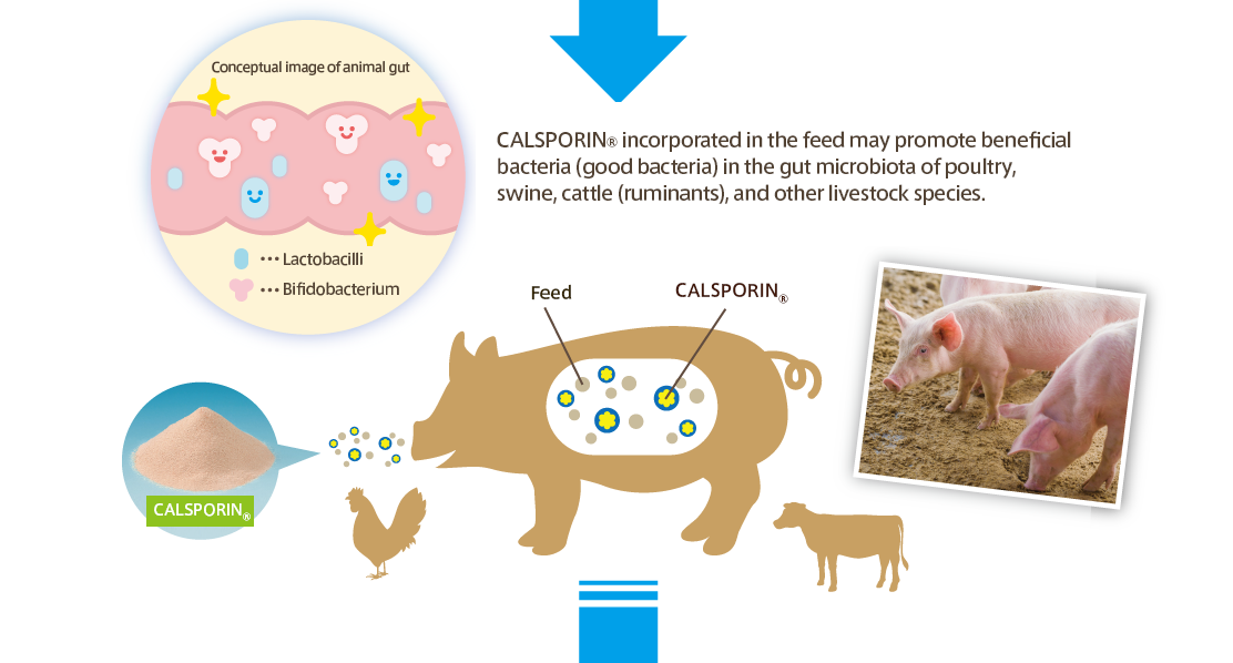 鶏・豚・牛の飼料に「カルスポリン®」を混ぜて与えることで、腸内有用菌（善玉菌）が増加