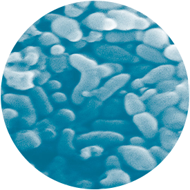 Lactobacillus bifidus