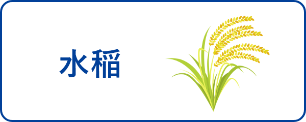 お米