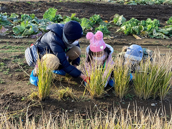 November 2021, Harvesting upland rice