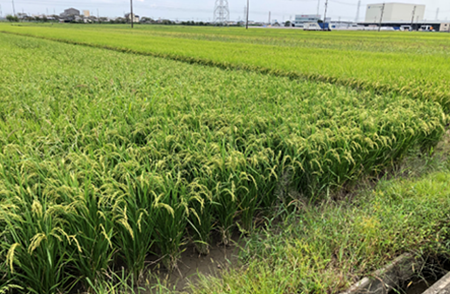 Paddy rice fields which beer yeast agricultural materials are used to control Golden Apple snails damage