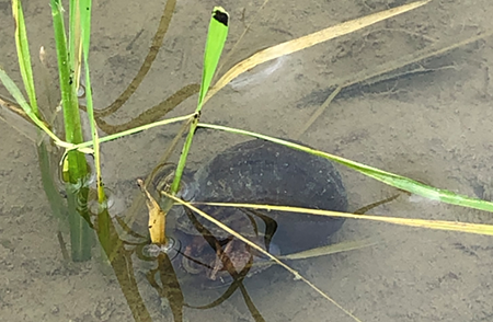 Golden Apple snail