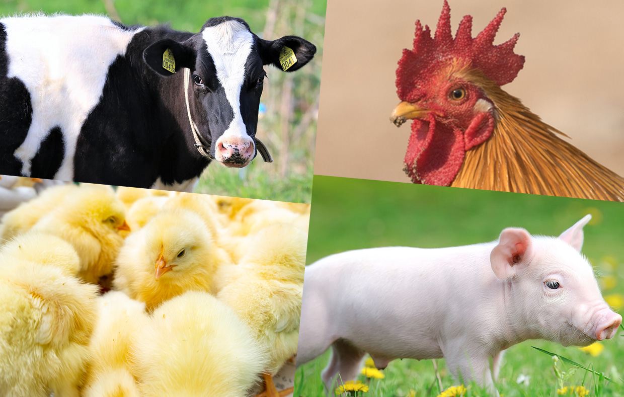 Animal Nutrition and Health