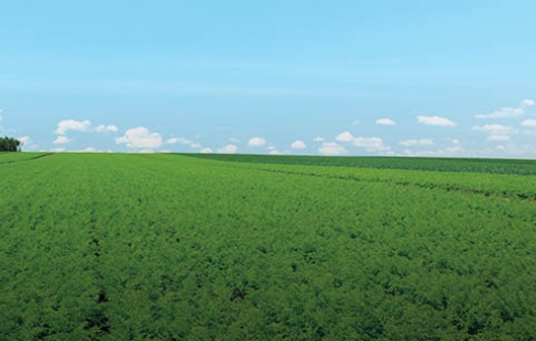 Agriculture