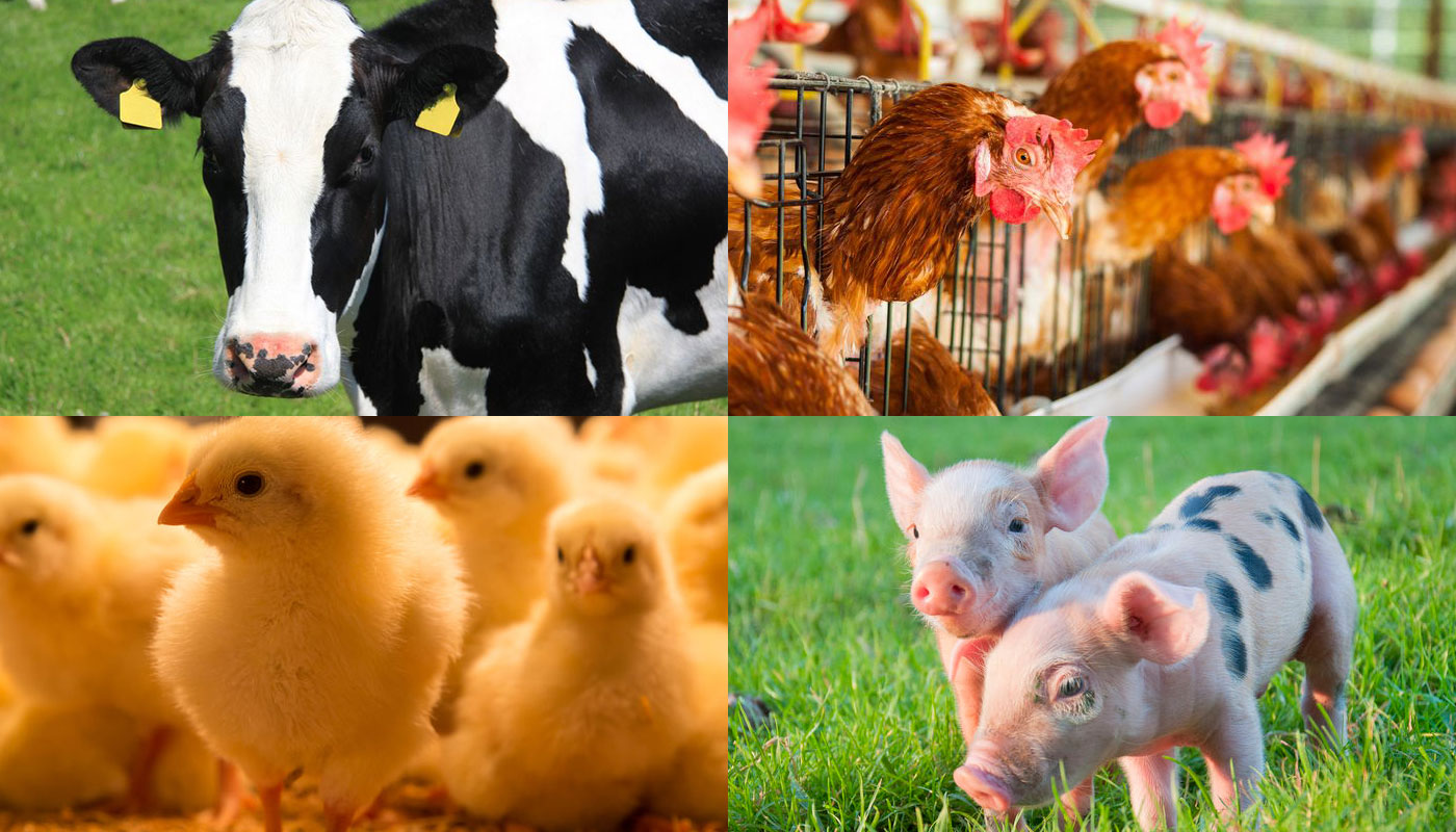 Animal Nutrition & Health