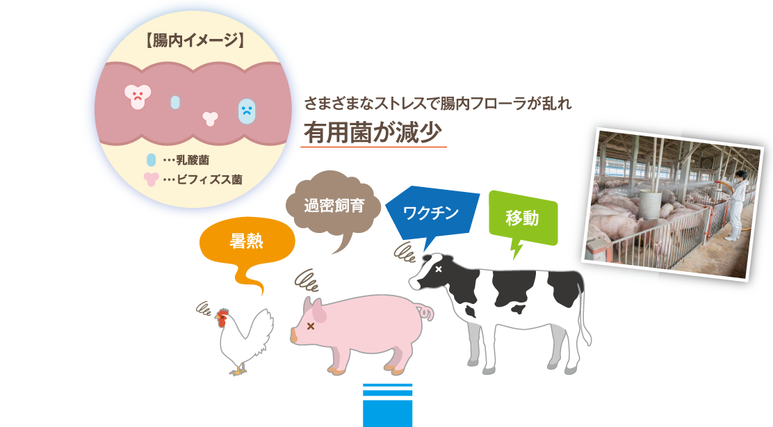 さまざまなストレスで腸内フローラが乱れ有用菌が減少
