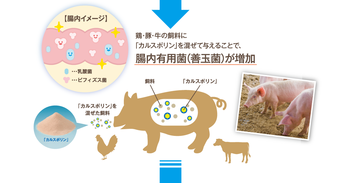 鶏・豚・牛の飼料に「カルスポリン®」を混ぜて与えることで、腸内有用菌（善玉菌）が増加