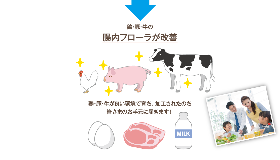 鶏・豚・牛の腸内フローラが改善